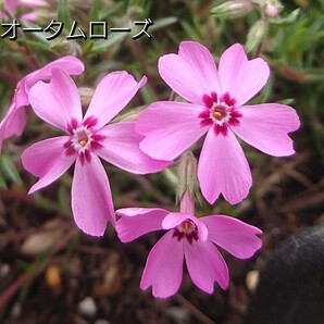 【ネコポス】処分価格 芝桜オータムローズ６cmポット苗６点セット