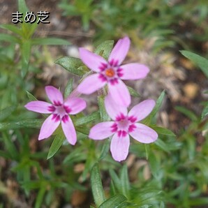 【ネコポス】芝桜 まめ芝挿し穂３０本