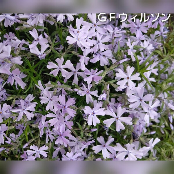 【ネコポス】芝桜 ＧＦウィルソン挿し穂３０本