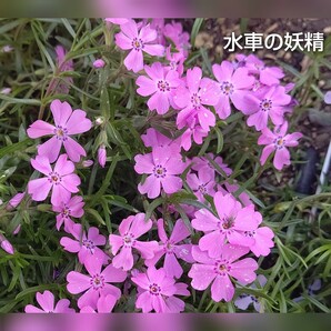 【ネコポス】芝桜 水車の妖精挿し穂３０本