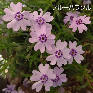 【ネコポス】芝桜 ブルーパラソル 挿し穂３０本