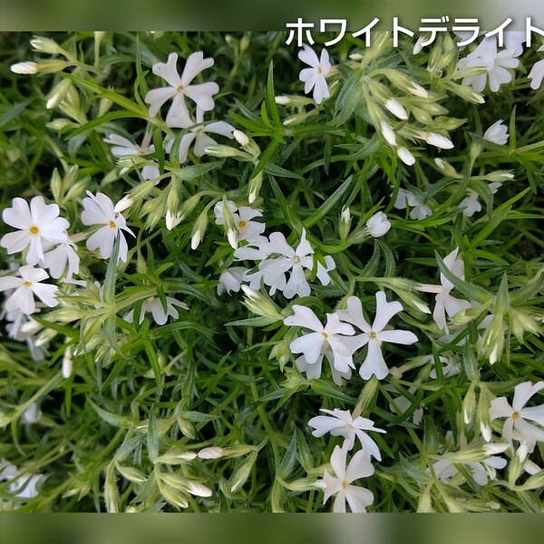 【ネコポス】芝桜 ホワイトデライト挿し穂３０本