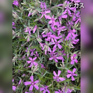 【ネコポス】芝桜 デカス 挿し穂３０本