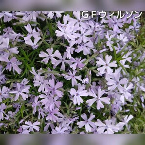 【ネコポス】芝桜 ＧＦウィルソン６cmポット苗