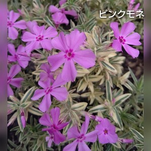 【ネコポス】芝桜 ピンクモネ６cmポット苗