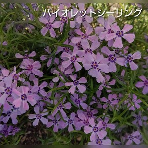 【ネコポス】芝桜 バイオレットシーリング６cmポット苗