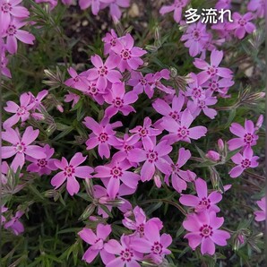 【ネコポス】芝桜 多流れ挿し穂３０本