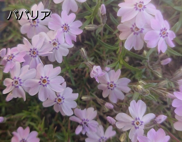 【ネコポス】処分価格 芝桜 ババリア６cmポット苗６点セット