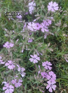 【ネコポス】処分価格 芝桜 仁淀の朝６cmポット苗６点セット