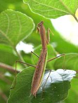 ♪♪♪　【ラストとなります　毎年大人気です！！　】オオカマキリの卵のう2個　♪♪♪_画像6