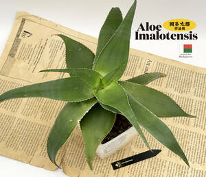 [ rare aloe *imaro ton sis] Okamoto Taro work manner * way Be . elegant!. stock attaching *Aloe imalotensis*No.15