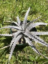 Dyckia ( Richard Kaz x goehringii ) ディッキア US産 ブリットルスター ゴエリンギー_画像4