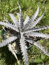 Dyckia ( Richard Kaz x goehringii ) ディッキア US産 ブリットルスター ゴエリンギー_画像2