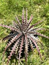 Q Dyckia Dakota hybrid Dyckia ディッキア _画像1