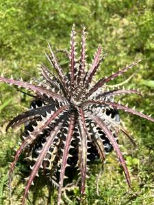 Q Dyckia Dakota hybrid Dyckiati Kia 