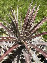 Q Dyckia Dakota hybrid Dyckia ディッキア _画像4