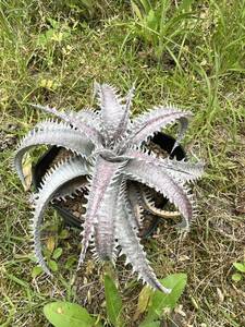 Dyckia ( Richard Kaz x goehringii ) ディッキア US産 ブリットルスター ゴエリンギー