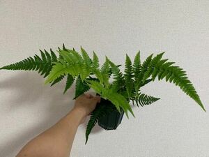 野生絶滅 シビイタチシダ　胞子培養株　シダ植物 パルダリウム 山野草 観葉植物 