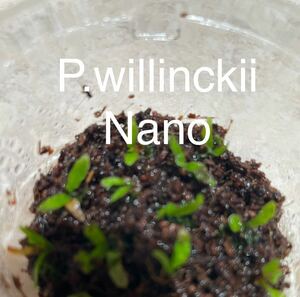 P.willinckii 'Nano' spore 胞子体　ランダム1株。　数量限定