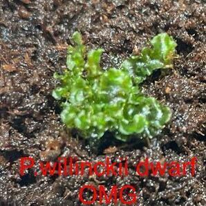 P.willinckii dwarf OMG 2の画像1