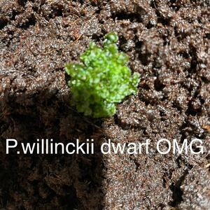 P.willinckii dwarf OMG 8