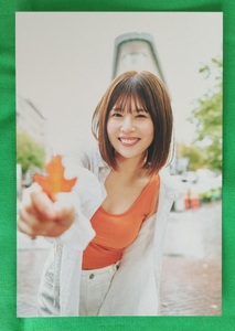  стоимость доставки 50 иен сосна рисовое поле . цветок открытка [1st фотоальбом [.. направление ..]] Rakuten книги ограничение привилегия 