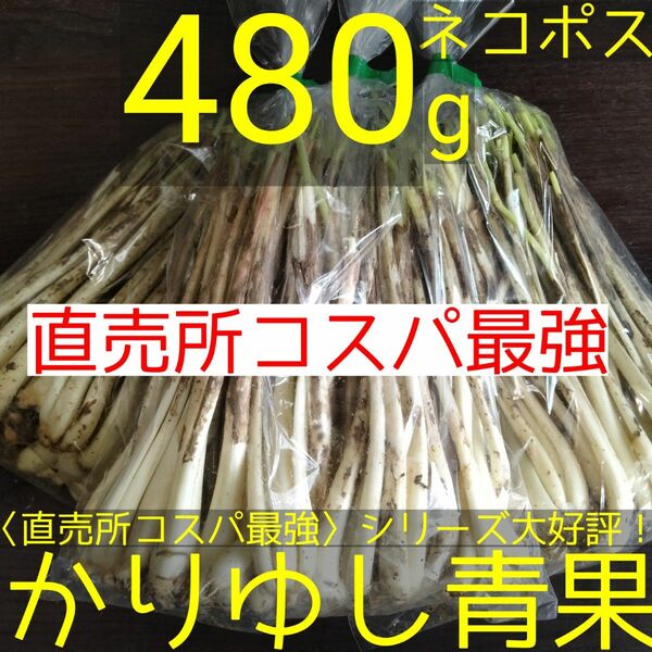 〈直売所コスパ最強〉沖縄県産　Ｋおばーの島らっきょう（シール無、SSサイズ）約480g【ネコポス】①