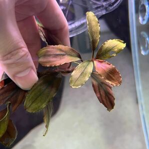 Bucephalandra sp. Shine blue