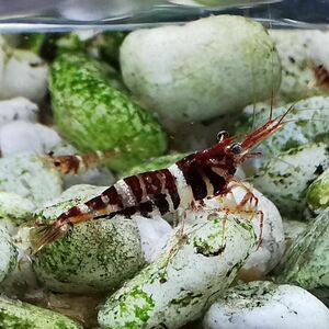 tuti Zebra slawesi shrimp 5 pcs #tuti beauty 