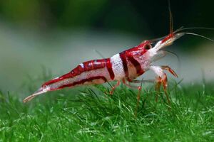 slawesi shrimp kind Random 12 pcs celebes beauty Harley i Queen white glove yellow nose GW limitation price!!