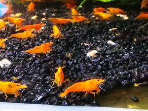  orange Cherry shrimp 5 month 31 day shipping limitation (pick up) 100 pcs other day is 90 pcs 