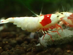  Red Bee Shrimp 8 pcs Mothra limitation # bee shrimp # Cherry shrimp 