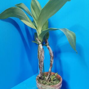 ◇◇洋蘭祭り◇◇ Den. macrophyllum aureum type 'Hiuchi' (Div)の画像2