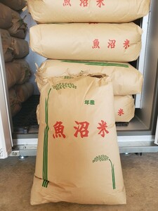 令和5年度産　南魚沼産コシヒカリ　30kg　玄米　新潟県産　塩沢産　しおざわ　お米　最高品種　精米無料