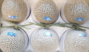 1 jpy ~ start [ Kochi prefecture production ] greenhouse melon 0 preeminence 6 sphere approximately 6.6.