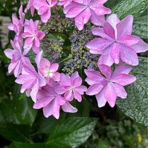 紫陽花挿し木用2本、写真上の紫陽花