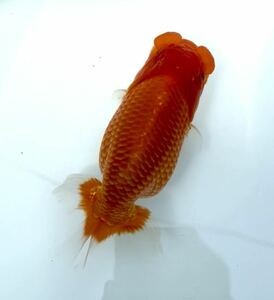 ●○《龍's蘭》極太系　特選会用明二歳魚　雌　DM1４5　約１４.5ｃｍ○●