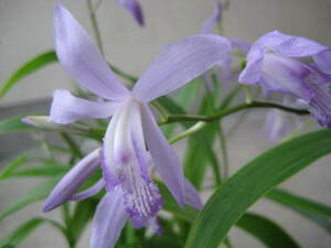 ( голубой фиолетовый орхидея )9cm. pot рассада 