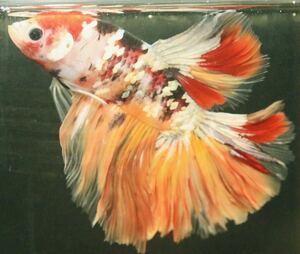 [ Edo aquarium fish ] Thai production ja Ian to candy - betta [ sale period middle ]