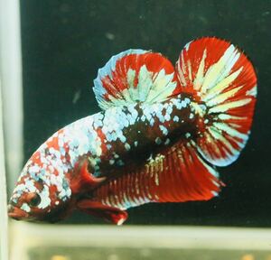 [ Edo aquarium fish ] Thai production common carp Galaxy betta [ sale period middle ]