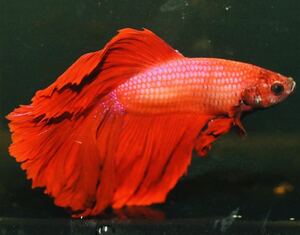 [ Edo aquarium fish ] Thai production ja Ian to half moon betta [ sale period middle ]