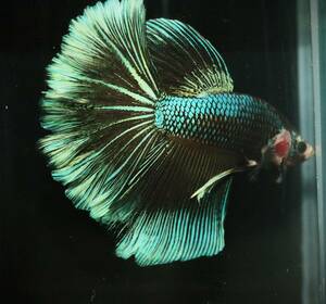 [ Edo aquarium fish ] Thai production ja Ian to half moon betta [ sale period middle ]