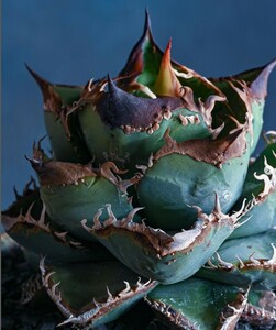 DA203 succulent plant agave chitanota. mountain . madness .. stock 