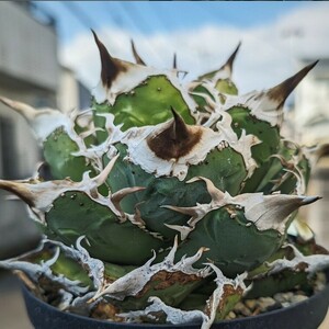 BM250 多肉植物 チタノタ アガベ Agave titanota 熊猫