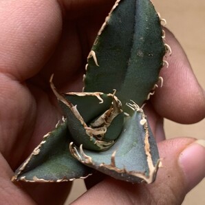 BM113多肉植物 アガベ チタノタ SAD南アフリカダイヤモンドの画像5