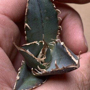 BM113多肉植物 アガベ チタノタ SAD南アフリカダイヤモンドの画像4