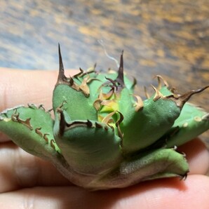 XA139多肉植物 アガベ チタノタ Agave titanota麻花龍 の画像8