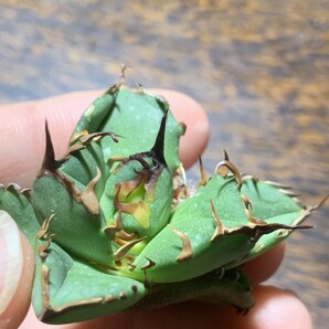 XA139多肉植物 アガベ チタノタ Agave titanota麻花龍 の画像3