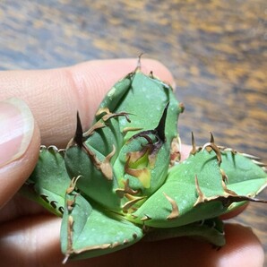 XA139多肉植物 アガベ チタノタ Agave titanota麻花龍 の画像5