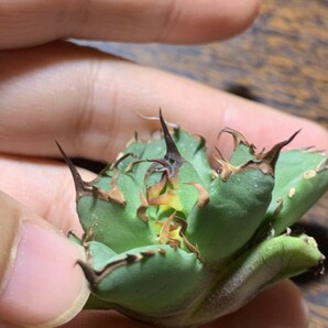 XA139多肉植物 アガベ チタノタ Agave titanota麻花龍 の画像9